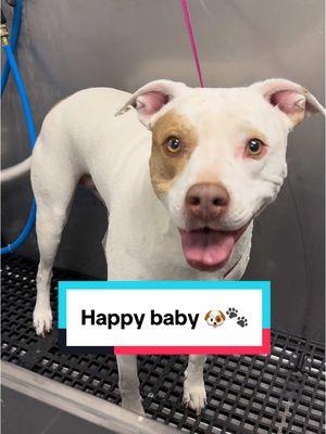 Shes just happy to be here 🐶🐾 #pitbull #pittiesoftiktok #pitbullsoftiktok #germanshorthairedpointer #germanshorthair #bullybreeds #tutorial #doggrooming #dogbath 