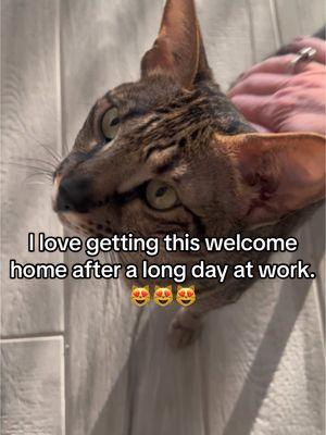 I love getting this welcome home after a long day at work. I already ordered another cat scratcher so don’t come at me. 😂😻😻😻 #fyp #meow #cat #savannahcat #welcomehome #sweetangels #lovethem #trending #foryoupage 