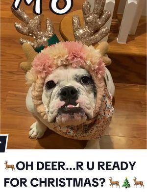 Oh deer, are you ready for Christmas? #moomoo #deer #soon #almosthere #merry #merrychristmas #dogsoftiktok #bulldogsoftiktok #bulldog 