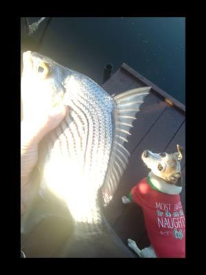 #brim #bluegill #canal #fishing #SGC #florida #fish #hunting #dog #Sadie #angler #psychocichlidslayer #merrychristmas 