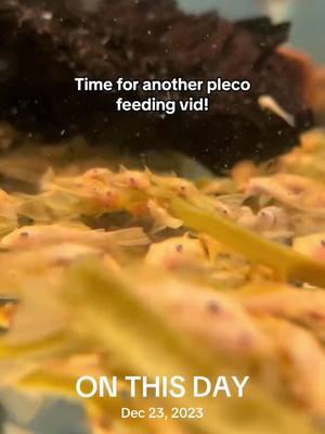 #onthisday #fishtok #aquariumhobby #pleco #fishroom #fishbreeding #freshwateraquarium #freshwater #aquarium #fishbreeder #supportsmallbusiness #l144 #bristlenose 