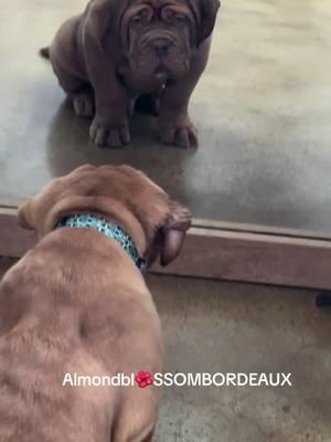 Murdoch Mason has gound himself in the mirror😆💙#ddbpuppy#frenchmastiffpuppy#doguepuppy#ddbpuppy#dogs#doggy#doguedebordeaux#largebreedpuppy#mastiffpuppy#fyp#fup#familypet #dogues #dogsoftiktok #doglovers #foryoupage #almondblossombordeaux