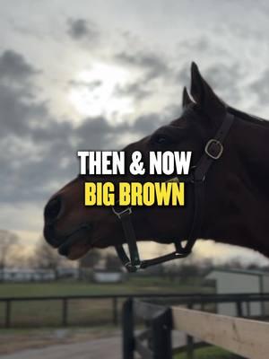 Champion Big Brown is living the good life at Old Friends. Let's look back at the big moments from his career! #horseracing #thoroughbred #racehorse #kentuckyderby #kyderby #horsesoftiktok #horses #thoroughbredsoftiktok #oldfriendsre #oldfriendsretirementfarm #fyp