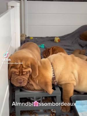 Ivy & Jaxon pups in March 2023#doguedebordeaux #frenchmastiffs #mastiffs #largebreeddogs #dogs #dogues #familypet #dogsoftiktok #doglovers #doguepuppy#ddbpuppy#mastiffpuppy#doguedebordeauxpuppy#largebreeddogs #foryoupage #almondblossombordeaux 