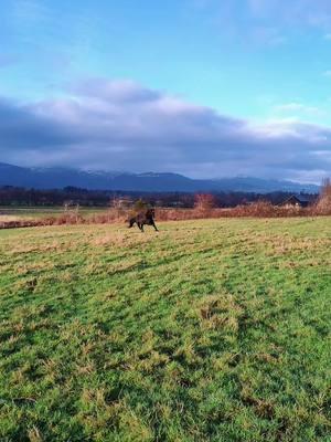 enjoying a sunny morning 😍 #lgbtequestrian #younghorse #wildie #pnwlife #communism #communist 