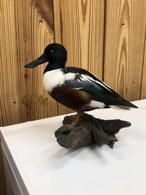 Ol spoonie 😍 #duck #duckhunting #taxidermy #taxidermist #taxidermytok #hunting #waterfowltaxidermy