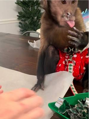 I guess you could say that Oliver can’t control himself when it comes to cookie dough🤭🍪🎄 #oliverlincoln #christmascookies #sillyboy #baking #capuchin #monkey #monkeysoftiktok 