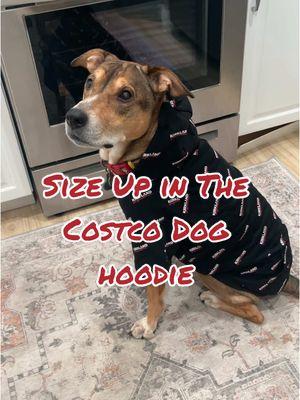 Make sure you size up if you get the Costco Kirkland Signature Dog Hoodie! My 50lb lean dog wears a XL! #costcodogfinds #costcodoghoodie #kirklandsignature #kirklandsignaturedoghoodie 