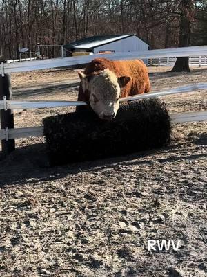 🤣🤣Bruno 🐮💙#fyp #ladyfarmerneedsacocktail #findreasonstosmile #miniaturehereford #funonthefarm 