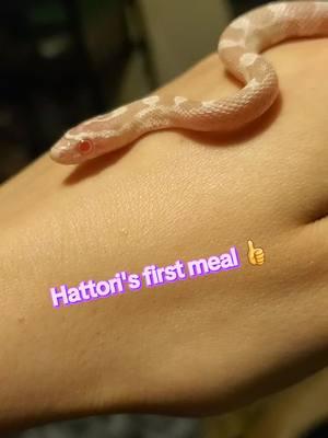 No new arts yet, apologies! Also coping with my kitty passing from cancer, so have a snake vid in the meantime 👍 New baby is certainly spicy, a much better eater than the ball python 🤣 corns are so adorable as babies, but happy she's a good eater! #babycornsnake #cornsnake #ballpython #feedingvideo #reptilesoftiktok #snakes #petsnake #onepiece 