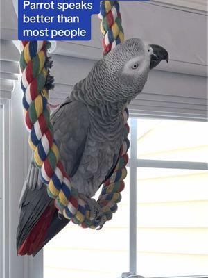 Symon the African Grey Talking Parrot speaks better than most people😆💕❤️🎄🧑🏼‍🎄 🦜Symon is a 3 year old female Congo African Grey Parrot, hatched on June 15th 2021 who lives in a cozy country home with her parents, Chris and Sheila, and her two parrot siblings, Mickey and Sunny. Symon is an outgoing and talkative bird who loves to chat with anyone who will listen. Her favorite phrases are "Give me a kiss" and "I love you," which she repeats frequently throughout the day. Symon's family is not just limited to birds, however. They share their home with five rescued cats, including William, Meg, Harry, Gigi, and Garfield. Despite being different species, all of the animals get along famously, and they often play chase around the house. Symon enjoys chatting away to them, asking for kisses and declaring her love. Symon's love for talking is impressive, and she has a vast vocabulary that includes everyday sounds such as phones ringing and doorbells chiming. Her ability to mimic human speech is uncanny, and she often surprises her family with new phrases or sounds. Her favorite, however, remains "Give me a kiss" and "I love you," which she repeats whenever anyone approaches her cage. Symon's playful personality and impressive vocabulary bring joy and laughter to her family's daily routine. They often spend hours chatting with her, listening to her mimic their laughter or repeat phrases they have taught her. Her affectionate nature also endears her to her animal siblings, and they often cuddle up against her cage, enjoying the attention from their feathered friend. Despite her small size, Symon has a big presence in the household, and her family cherishes each and every moment spent with her. She is a beloved member of the family, and her favorite phrases "Give me a kiss" and "I love you" have become a cherished part of their daily routine. Symon's love for talking and her affectionate nature make her a unique and special member of the family, bringing laughter and joy to everyone around her. Funny African Grey Parrot video Types of African Grey Parrots Teaching a parrot to talk African grey bird Parrot Learning to talk Best African Grey Talking Parrot African Grey Parrot Sounds Funny Talking Birds African Grey Playing Alex the talking Parrot Irene Pepperberg Parrot Education African Parrot Videos African Grey Parrot sounds talking Birds having fun Birds of TikTok How do parrots talk Birds videos why do parrots dance #babyparrot #congoafricangrey #africangrey #africangreyparrot #parrot #parrotsoftiktok #africanparrot #africanparrots #parrotsoftiktok #greyparrots #africangreysoftiktok #symonpapps #congoafricangreysoftiktok #cag #talkingparrots #talkingparrot #parrotlovers #parrotlife #funnyparrot #talkingbird #africangreylover #bird #funnyparrot #crazyparrot #Africangreyparrotsoftiktok #girlpower #sillyparrot #babyparrot #talkingparrot #congoafricangrey #africangrey #africangreyparrot #parrot #parrotsofinstagram #africanparrot #africanparrots #parrotsofinstagram #greyparrots #africanparrotsofinstagram #symontheafricangreyparrot #Love#africangreyparrotsofinstagram #petsofinstagram #birds #cag #talkingbird #crazybird #playbird #crazybird #birdsofinstagram #sillybird #parrots #happybird #talkingparrot #cag #birdlover #crazy #parrot #africangreyparrot #babyparrot #bird #parrotlife #africangrey #crazyparrot #funnyparrot #parrot #birds #parrots #africangreyparrots #parrotsong #parrottalking #parrotlover #parrotvideo #parrotvideos #starwars #starwarstheme #letsgo #iloveyou #givemeakiss #Love #apples #grapes #kiss #bigkiss #backtowork #amazonparrot #yellownapedamazon #dirtybird #bananas #fyp