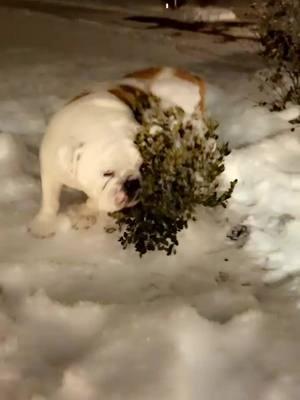 Oh Moo ypu are so silly!  #babyitscoldoutside #fyp #foryou #fypシ #bulldogsoftiktok #scarlettethebully #bulldogs #snow #snowangel #bulldogsledding #bulldozer