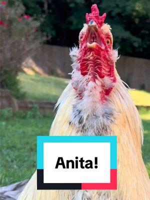 Frankie is calling #anita #anitta #ana #anna #juanita #rooster #chicken #anne #funnyanimals #memestiktok #chickensoftiktok #chickenhappyhour  