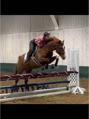 For Christmas, Baby Seuss got to jump his biggest jump under saddle yet! Good Baby Stallion 🥰  #Equestrian #Christmas #SleighBells #BabyStallion #YoungHunter #Hunter #FYP #Seuss #BlueRoc 