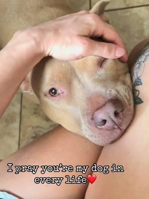 Soul dog🐾 Luna Bear❤️#fypシ #CapCut #dogsoftiktok #pitbull #pitbullsoftiktok #pitbullmom 