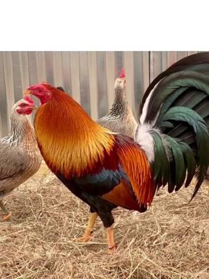 “You take care of them and they’ll take care of you”  These Ol’ Kelso’s have definitely kept up their end of the bargain. #gamefowl #gamefowlnation #gamefowlfarm #gallerosmexicanos🇲🇽❤ #sabongnation🇵🇭 #gamefowllover #gamechickenaddiction #gamechickens #gamefowls #gamefowlmexico #gallerosmexicanos🇲🇽👌💯 #gamefowlbreeder #gamefowlbreedersoftexas #gamefowllife #gamefowl