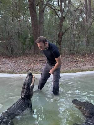 Working with Bella and Big Mac!! And explained the under the jaw grab “trick”, which isn’t a trick at all and does nothing to the gator, it’s just a place to put your hand to control the head where you *probably* won’t be bit if you do it right!  ~~~Our rescue gators are wild caught nuisance gators that would’ve otherwise been destroyed. The state of Florida destroys 8,000 “nuisance” gators annually, but we don’t have a nuisance gators problem but rather a nuisance HUMAN problem. 1k people a day move to FL, unsustainably developing the land, and a lot of ignorant people making a nuisance out of themselves. NEVER feed a wild gator, never have kids or pets near the water, and never swim in gator habitat! And of course, never attempt anything you see in my videos! If you would like to donate to the care of the sanctuary animals, we greatly appreciate any support!! You can make a tax deductible donations directly through our website bellowingacres.org  @bellowingacres  #animaleducation  #Rescue #AnimalRescue #AnimalSanctuary #ExoticAnimals #Animals #Animals #CuteAnimals #educational     #Gator #Alligator #crocodile #nilecroc #nilecrocodile   #reptile #scicomm #rescuegator  G