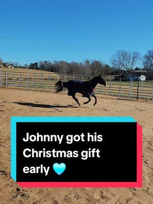 Johnny got his Christmas gift early 🩵 #foals #farm #farmlife #horses #foalsoftiktok #horsetraining #horsesoftiktok #coltstarting 