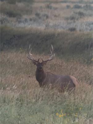 Maybe one day ill be able to go elk hunting🤣 #elk #hunting #elkhunting #blackhills #southdakota #fyp #elktok #tiktok #music #foryou #Outdoors #bull #bigbull #bugle #hunt #vortexoptics #phoneskope #oneday 