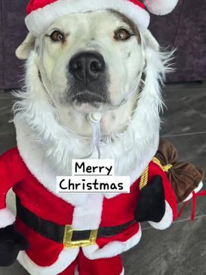 We wish you a Merry Christmas!  #christmas #merrychristmas🎄  #christmasdog #christmasdog #christmasdogsoftiktok 