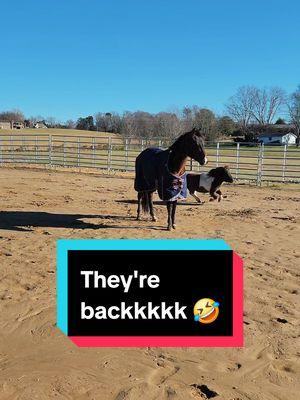 They're backkkkk 🤣 #coltstarting #horsesoftiktok #horsetraining #foalsoftiktok #horses #farmlife #farm #foals #mini #miniaturehorse 