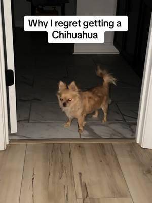 🫶 #PetsOfTikTok #dogs #dogsoftiktok #dogmom #doggo #chichi #chihauhua #chihauhua #longhairchihuahua #furbabies 