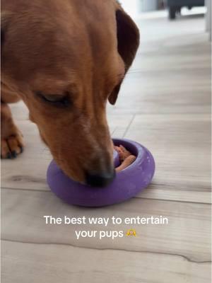 My dogs love these! Yes, i made him give his brother a turn after! #PetsOfTikTok #dogs #dogsoftiktok #doggo #dogmom #chihauhua #chichi #longhairchihuahua #furbaby #dachsund #doxie #weeniedog 