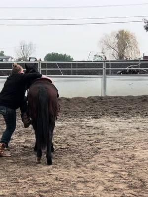 Oh my Junie! What a good girl! AGAIN THIS IS ALL I WILL BE DOING FOR THE NEXT SEVERAL MONTHS! #juniper #WinJudgementComes #judgecash #twoyearold #bayfilly #filly #goodpony #thefuture #futurechampion 