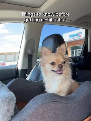 🫶 #PetsOfTikTok #dogs #dogsoftiktok #doggo #dogmom #chihauhua #chichi #longhairchihuahua #furbaby #furbabies 