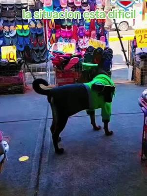 #policia #perropolicia #tranajando #mascotas #mascotasgraciosas #perros #dog #humorlatino #risasymasrisas #arrancandosonrisas #laautoridad👮🏽‍♂️ #popular 