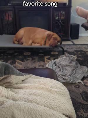 Sweet Adeline knows her song #sweetadelinethemastiff #doguedebordeaux #mastiffrescue #frenchmastiff 