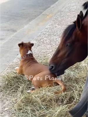 Dog vs Horse🐶🐴#funny #pet #animals #funnyanimals #fyp #foryou #dog #dogsoftiktok #funnyvideos #dogtok #doglovers #usa