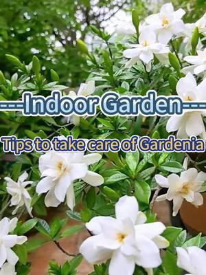 #plants #garden #gardening #planting #gardenplants #indoorgarden #indoorplants #plantcare #plantcaretips #homegarden #homeplants #homegardening #gardenia 