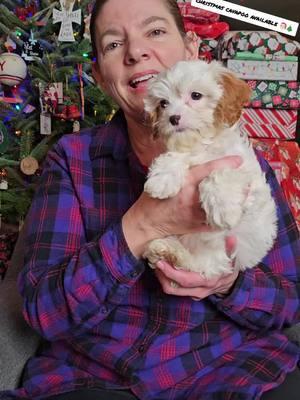 Miss Lulu is availble! 🎅🎄 #cavapoo #puppies #cavapoopuppy #cavapoopuppies #foryoupage #fyp 