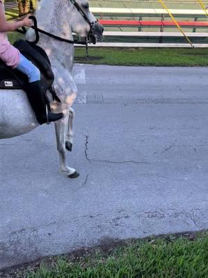 #horse #caballo #caballos #caballoscolombianos  #horse #horses #equinos  #cabalgatas #caballistasdecorazon #viral#equitacion #equestrian #ecuestre #tiktokdecaballos #pasionequina #pasionparaloscaballos #videosdecaballos  #caballosconcorridos #caballosfinos  #trocha #trochacolombiana  #troteygalope #trochaygalope #caballosdepasofino #pasofino #pasofinocolombiana #yeguas🤠🐴 #yeguadecarreras #yeguasmadres #cuartodemilla #yeguas #