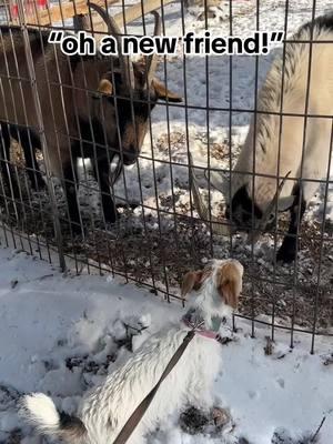 I’m glad to see Lottie has some tiny amount of sense and realizes the goats could indeed stomp her. 🤣  (These goats are very accustomed to dogs outside their fence and were not particularly concerned by a curious little terrier). #dog #jrt #jackrussell #terrier #problemdog #terriersoftiktok 