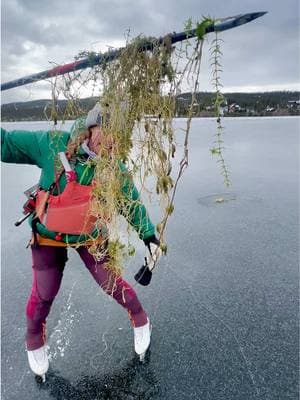 🚨This lake weed at the ice surface created a weak spot 😳 #wildice #icetok #LearnOnTikTok 