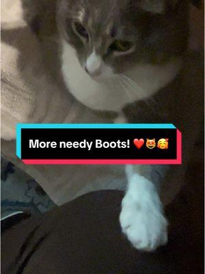 #Boots #expresses #her #needs in #interesting #ways #fyp #cat #catsoftiktok #😻