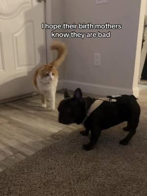 I wish i could call them and tell them to get they kids #bad #mybabies #myboys #stopbullying #loveeachother #chaos #whyareyoulikethis #catmom #frenchie #frenchiemom #pleasehelpme #foryoupage 