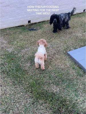 lots of ups & downs & major side eyeing👀 @Caroline Couv Burke #furbabies #furbabylove #cousingoals #cousinlove #playdate #meetingforthefirsttime 