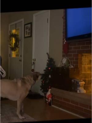 I didn’t think Miss. Mae would notice her full stocking… I suppose Santa was on the ‘ball’ this year. 😅 (We have now hid the stocking, as she was throwing a fit knowing she had items to unwrap) #dogsoftiktok #daisymae #dog #christmas #santapaws #fyp #snoopdogg #foryou #christmaseveeve #furbaby 