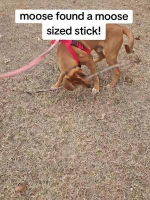 stick man! #thebestboy #cutedog #puppy #bigdog #dogtiktok #servicedog #workingk9 #sdit 