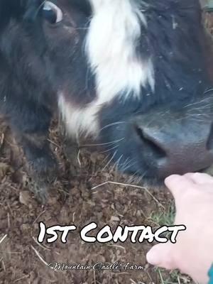 #pacifier #first #baby #calf #babycow #farmanimals #lightningofmcf #hobbyfarm #mountainhomestead #homestead #memoriesbysheri #mountaincastlefarm #attheredbarn #atthebarn #barnyard 