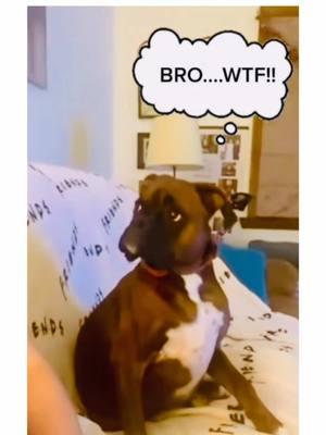 boxer puppies make everything better 🤪🐾 #boxersoftiktok #boxerdogs #PetsOfTikTok #boxerdog #dogsoftiktok #boxerdogsoftiktok #puppiesoftiktok #boxers #dogpuppy #boxerpuppy #puppycheck #guiltydog #creatorsearchinsights 