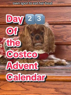 Day 2️⃣3️⃣ of the @Costco Wholesale Doggie Advent Calendar! #cavalierkingcharlesspaniel #dogsoftiktok #nashvillecavaliers #dogadventcalendar #costcoadventcalendar 