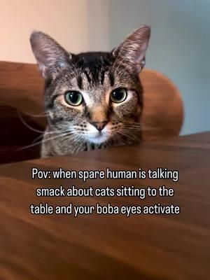 When words are said, but your boba eyes-and paws-do the talking 🧋🥊 Drop a 🐾 if your cat knows how to win every argument! • • #funnycatsoftiktok #funnycatvideos #catoftheday #cats #video #animecat #greytabby #tabbycat #cattok #catsoftiktok 