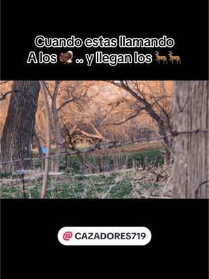 Venados cola blanca en colorado #venadocolablanca #venado #colorado #caceria #guajolote #cerro #montaña #rancho @CAZADORES719 