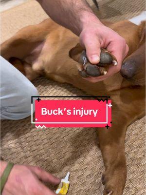 Would you hunt your dog if this happened? I’m debating what I should do. Also if y’all know if any better treatments let me know. Bro is tough so I’m not super worried about him. #bucktok #medicine #buck #injury #dogsoftiktok #fyp