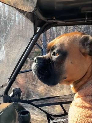 #basicboxers #dogsoftiktok #boxerdogsoftiktok #Reuben #polarisranger 