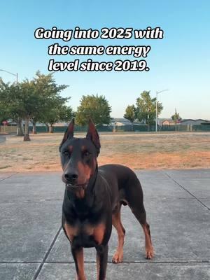 Fudge someone come help this single owner.😅 #mexicandoberman #dobermanpincher #bigdogsoftiktok #European #American #protection #singleowner #rawfeed  